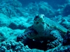 Plongée Sous marine